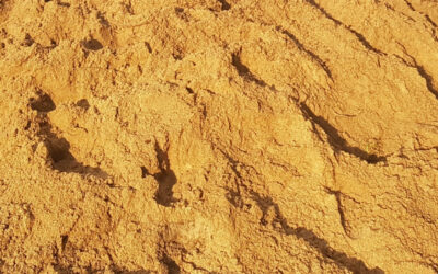 Enkät: Beachvolleybollplan inomhus?